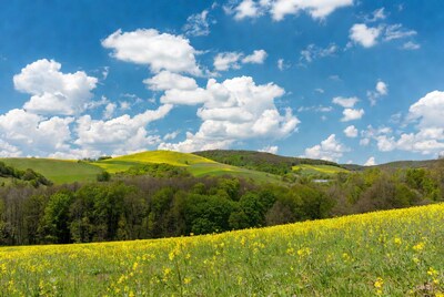 Yellow Rapeseed Fields Rolling Hills