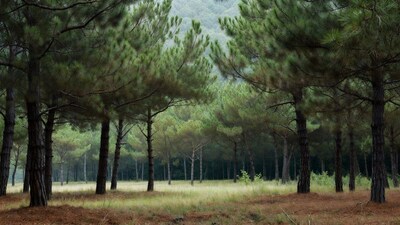 Pine Forest with Grassy Meadow