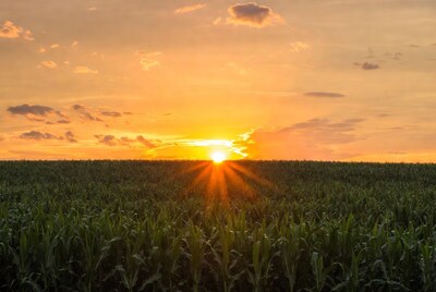 Sunset over cornfield
