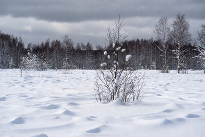 Snowy birch tree in winter field