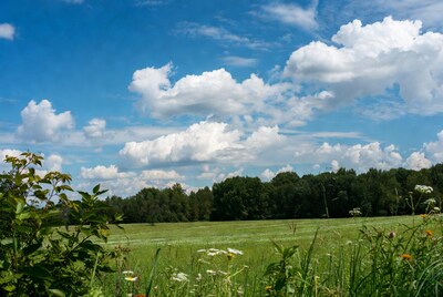 Green meadow with wildflowers under blue sky