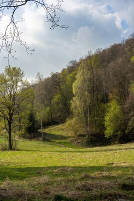 Forest Hill Path Green Meadow Spring
