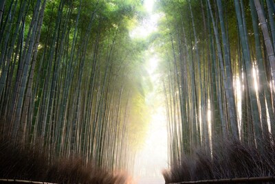 Sunlit Bamboo Forest Path