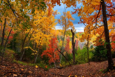 Autumn Forest with Vibrant Fall Colors