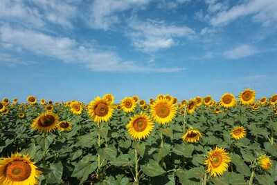Sunflower Field Under Blue Sky