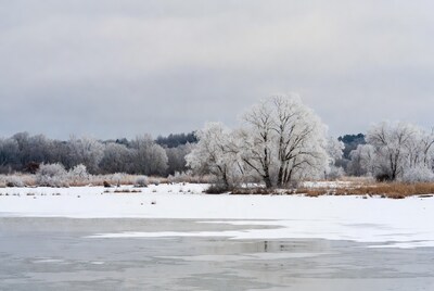 Frost-covered trees by frozen lake