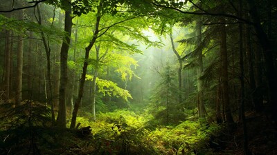Sunlit Green Forest Path