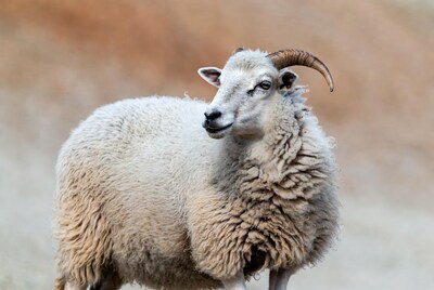 White ram sheep with horns