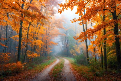 Winding Path in Autumn Foggy Forest