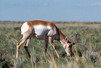 Pronghorn antelope grazing in grassland