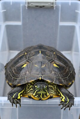Red-eared slider turtle in plastic bin