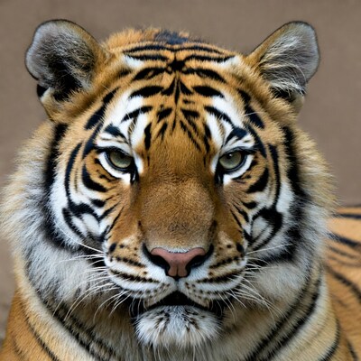 Close-up tiger face portrait