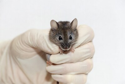 Mouse held in gloved hand
