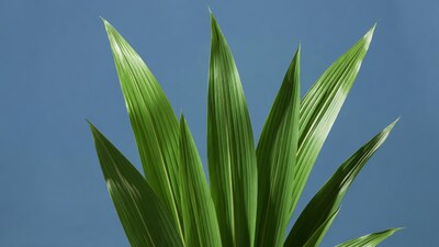 Green palm leaves against blue sky