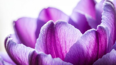 Purple Tulip Closeup with Dew Drops
