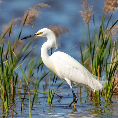 Snowy Egret in reeds by water