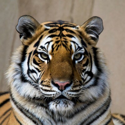 Close-up tiger face portrait