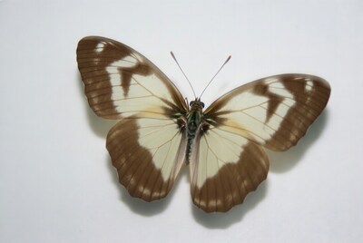White butterfly with brown wing patterns