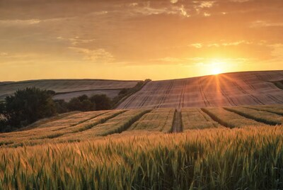 Golden Wheat Fields at Sunset