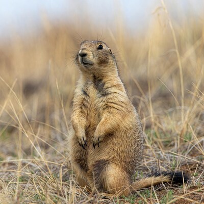 Groundhog standing in tall grass