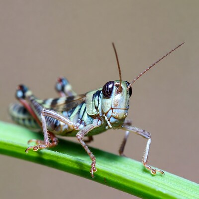 Grasshopper on green leaf
