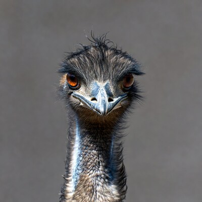 Close-up of emu face
