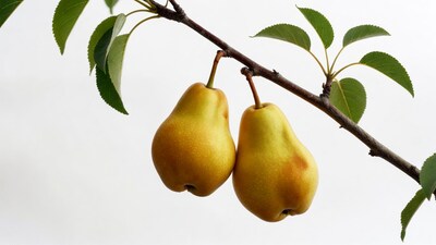 Two pears hanging on branch