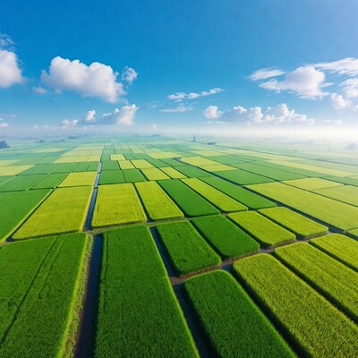 Aerial view of rice paddy fields