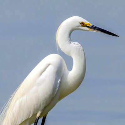 Snowy Egret with yellow lores