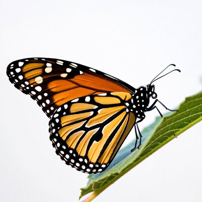 Monarch butterfly on green leaf