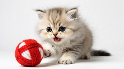 Kitten playing with red yarn ball