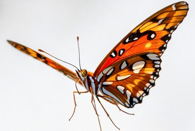 Orange Morpho Butterfly on White Background