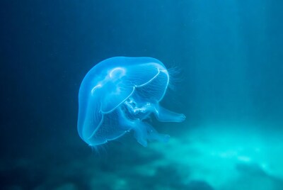 Blue jellyfish floating underwater