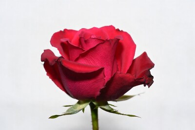 Red Rose on White Background