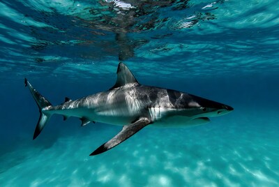 Blacktip shark swimming underwater