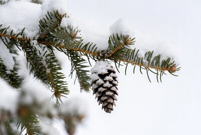 Snowy pine cone on fir branch