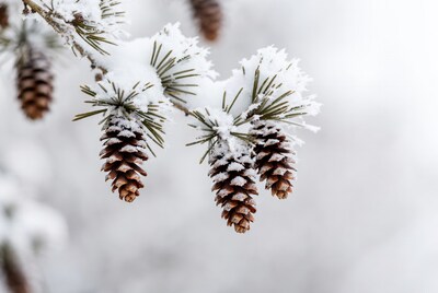 Snow-covered pine cones on branch