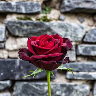Red Rose Against Stone Wall