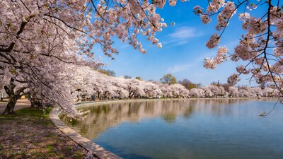 Cherry Blossoms Blooming Around Tidal Basin