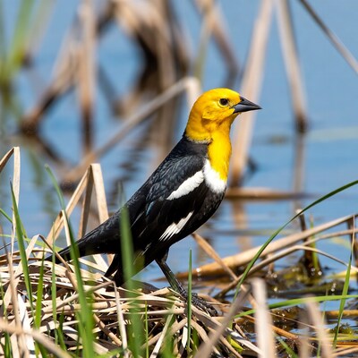 Yellow-headed Blackbird in marsh reeds