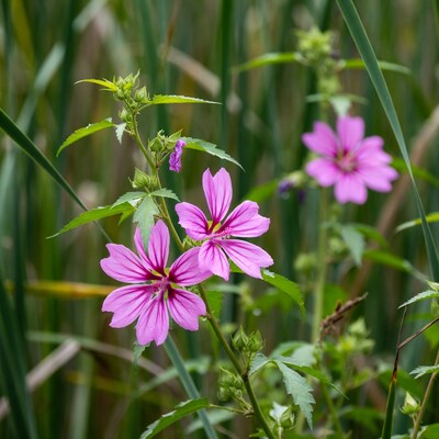 Pink mallow flowers in green reeds