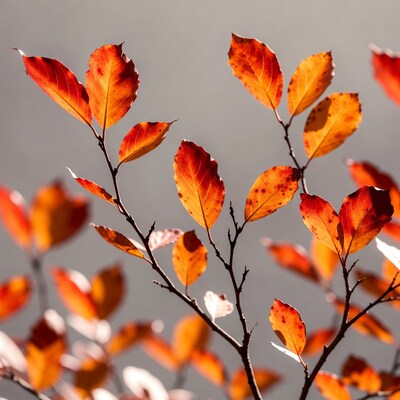 Autumn red leaves on branch