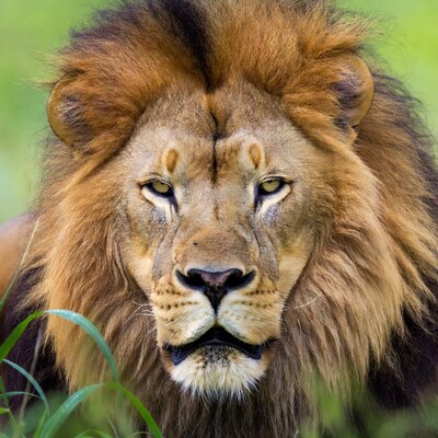 Close-up lion face in grass