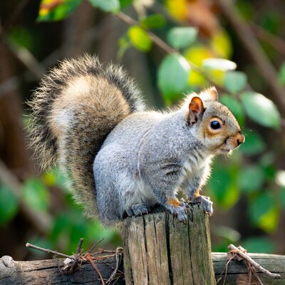 Gray squirrel on wooden post