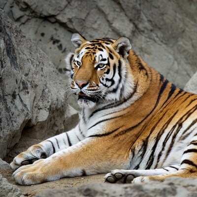 Tiger lying on rocks