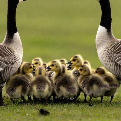 Canada Geese with Goslings in Grass