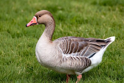 Toulouse Goose standing on grass