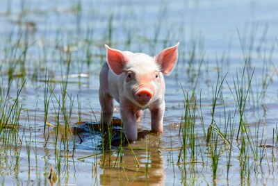 Baby pig in shallow water