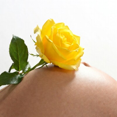 Yellow rose on pregnant belly
