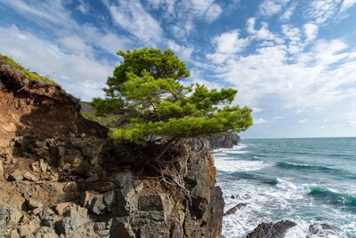 Pine tree on coastal cliff